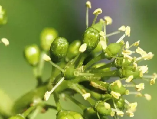 植物调节剂