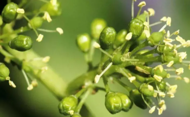 植物生长调剂剂常见问题及解答